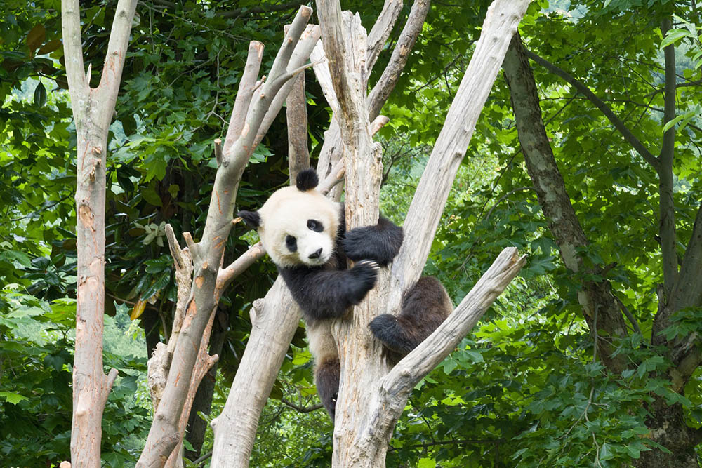 暑期文化考察團 -- 探索成都及臥龍國家級自然保護區-活動花絮24